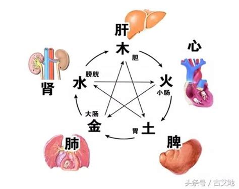 五臟六腑五行|臟腑